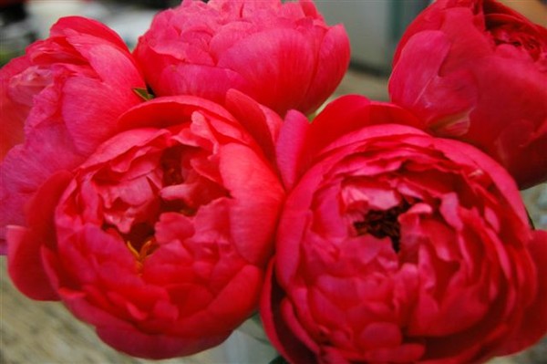 Peonies - Pink open